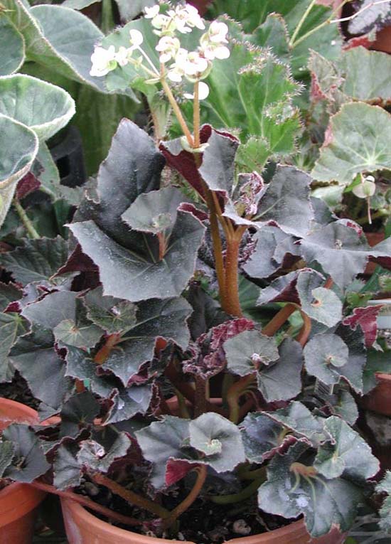 B. ‘Midnight Twister’